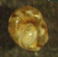 Tricolia&nbsp;punctura